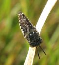 Coelioxys sp.